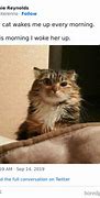 Image result for New Cat Meme 2019