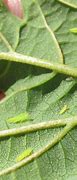 Image result for "potato-leafhopper"
