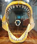 Image result for Largest Shark Tooth
