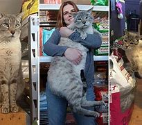 Image result for 25 Pound Cat