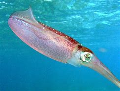 Image result for Squid