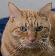 Image result for Light Orange Male Cat