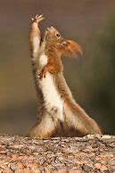 Image result for Funny Happy Squirrel