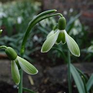 Image result for Galanthus Wifi Green Machine