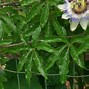 Image result for Passiflora caerulea