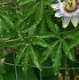 Image result for Passiflora caeurlea