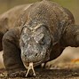 Image result for Giant Dragon Lizard