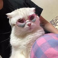 Image result for Cat Sunglasses Meme