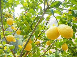 Image result for Citron Lemon Tree