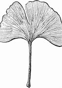 Image result for Autumn Gold Ginkgo Tree