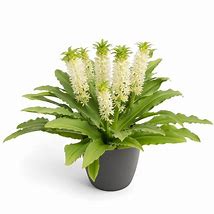 Image result for Pineapple Lily Bulbs