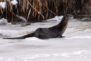 Image result for Otter in Clothes