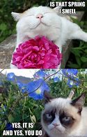 Image result for Grumpy Cat Spring