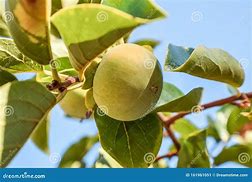 Image result for Small Green Fruit On Tree