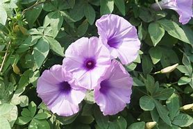 Image result for Ipomoea Nepalensis