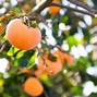 Image result for Fruits That Is Color Orange