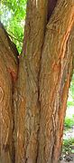 Image result for Hedge Apple Wood