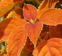 Image result for Orange Plant Leaves