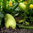 Image result for Squash Plant Front Yard
