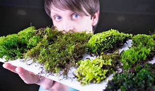 Image result for Moss Varieties