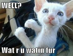 Image result for Moving Funny Cats Memes