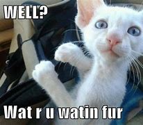 Image result for Moving Memes Funny Cats