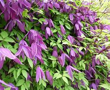 Image result for Clematis alpina