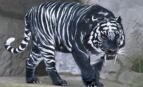 Image result for Unicorn and Tiger Mix in Real Life