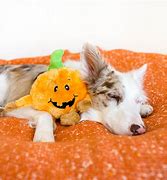 Image result for Halloween Dog Toys