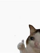 Image result for Crying Cat with Thumbs Up Meme