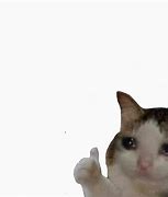 Image result for Crying Cat Positive Sign Meme