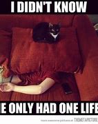 Image result for Cat in Couch Cushions Meme