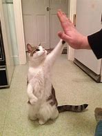 Image result for High Five Funny Cat