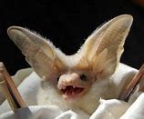 Image result for Baby Ghost Bat