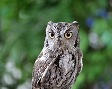 Image result for Microsoft Surface Desktop Background Owl Studio