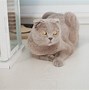 Image result for Cat Anxiety Wallpaper