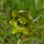 Fritillaria elwesii に対する画像結果