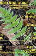 Image result for frond�o