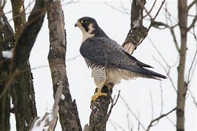 Image result for Falco peregrinus