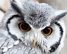 Image result for Owl Cute Colorful