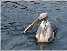 Image result for Pink Pelican Pursuit