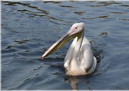Image result for Pink Pelican Juvenile
