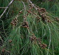 Image result for casuarina