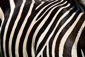Image result for Zebra Q420