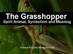 Image result for Grasshopper Spirit Animal