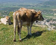 Image result for Albanian Cattle