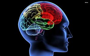 Image result for Human Brain Mind