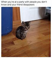 Image result for Betrayed Cat Meme