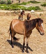 Image result for Greek Horse Breeds