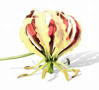 Image result for Van Ruiten Sparkling Rose